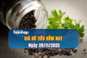Giá tiêu hôm nay 28/11/2025: Giá tiêu xuất khẩu tăng mạnh