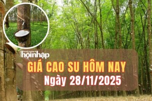 Giá cao su hôm nay 28/11/2025: Thị trường trong nước giữ ổn định, thế giới giảm