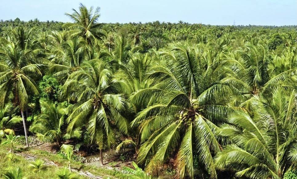 Cây dừa đang mang lại giá trị kinh tế cao cho tỉnh Vĩnh Long