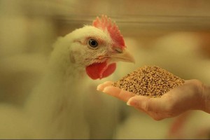 Sửa Luật Thuế GTGT gỡ điểm nghẽn hoàn thuế và hỗ trợ doanh nghiệp nông nghiệp