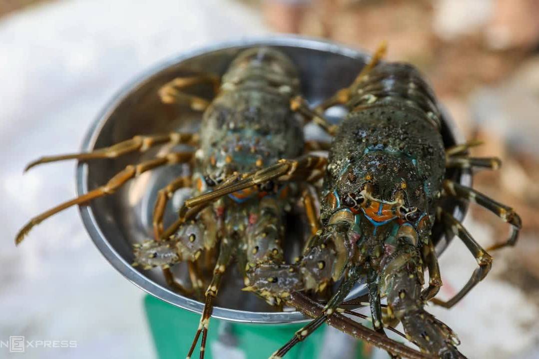 Lũ lớn tàn phá vùng nuôi, ngành tôm hùm đứng trước rủi ro mất đà tăng trưởng