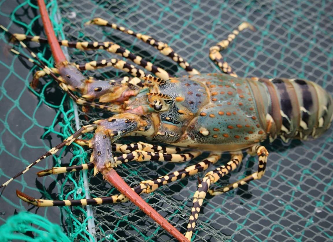 Lũ lớn tàn phá vùng nuôi, ngành tôm hùm đứng trước rủi ro mất đà tăng trưởng