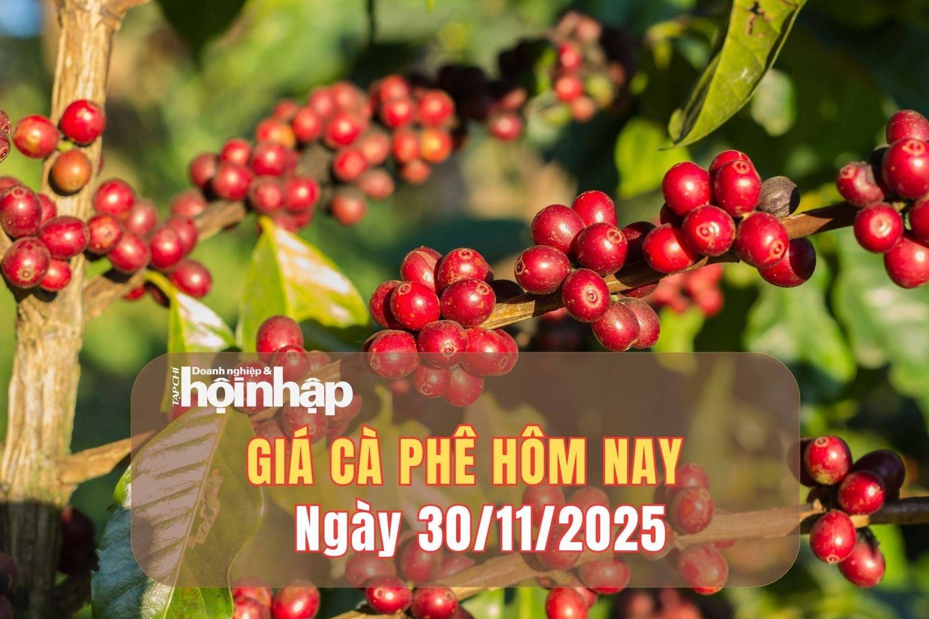 Giá cà phê hôm nay 30/11/2025: Giá cà phê trong nước và thế giới tiếp đà tăng
