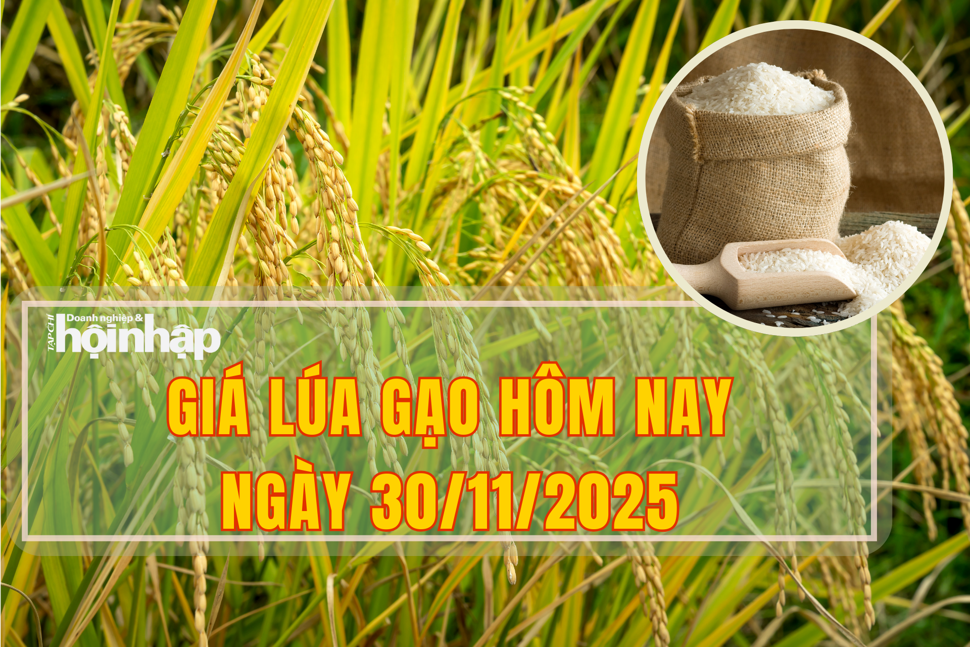 Giá lúa gạo hôm nay 30/11/2025: Gạo xuất khẩu bất ngờ tăng mạnh so với tuần trước