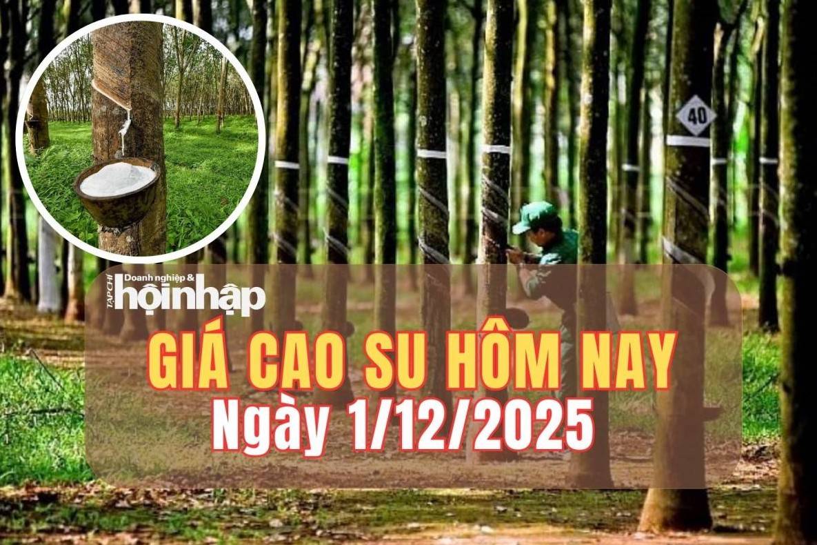 Giá cao su hôm nay 1/12/2025: Giá cao su tăng - giảm đan xen trên các sàn châu Á