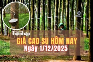 Giá cao su hôm nay 1/12/2025: Giá cao su tăng - giảm đan xen trên các sàn châu Á