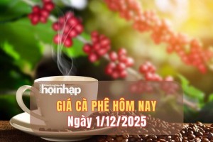 Giá cà phê hôm nay 1/12/2025: Giá cà phê trong nước giảm mạnh, thế giới biến động trái chiều