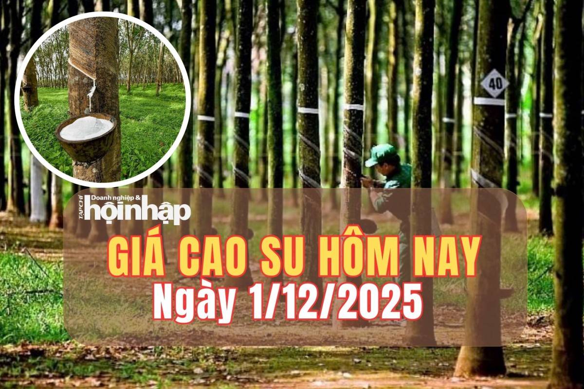 Giá cao su hôm nay 1/12/2025