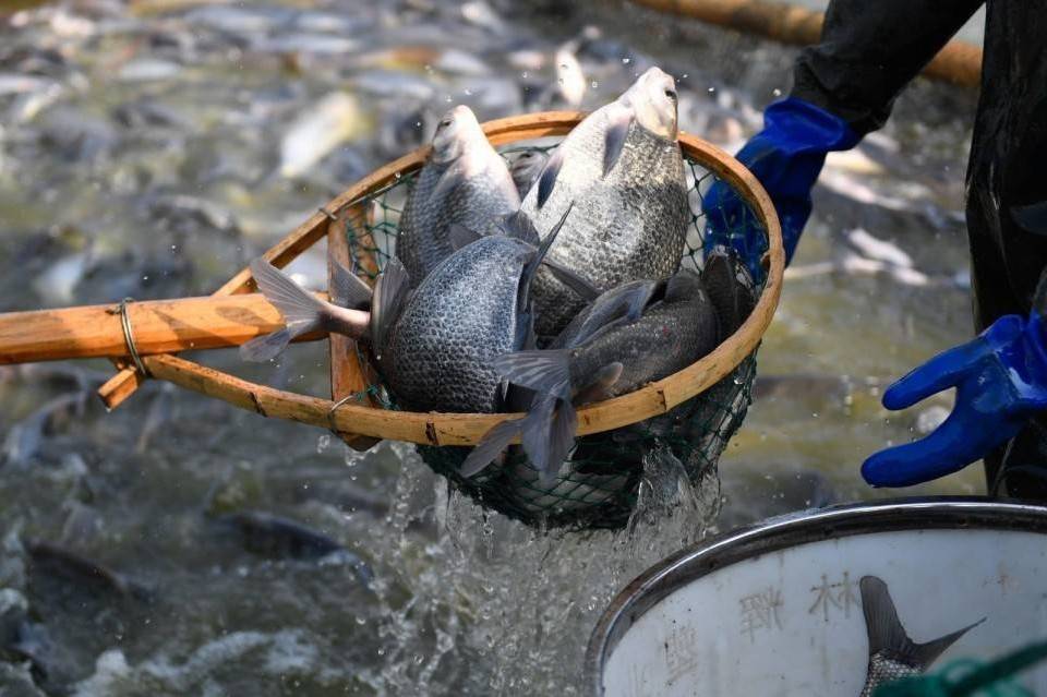 Thủy sản Việt Nam bứt tốc cuối năm, xuất khẩu 2025 kỳ vọng chạm ngưỡng 11 tỷ USD