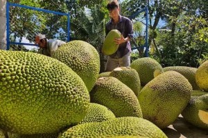 Chuỗi liên kết Việt - Trung mở rộng: Trái cây Việt thêm đường vào thị trường tỷ dân