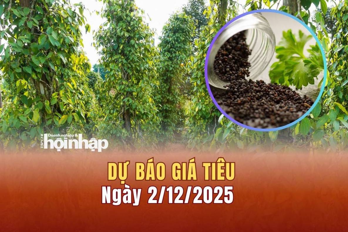 Dự báo giá tiêu 2/12: Tiêu trong nước và thế giới giảm mạnh