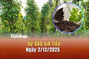 Dự báo giá tiêu 2/12: Tiêu trong nước và thế giới giảm mạnh
