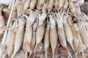 Xuất khẩu mực, bạch tuộc quý 4/2025 kỳ vọng tăng tới 15% nhờ nhu cầu mạnh từ Đông Á và ASEAN