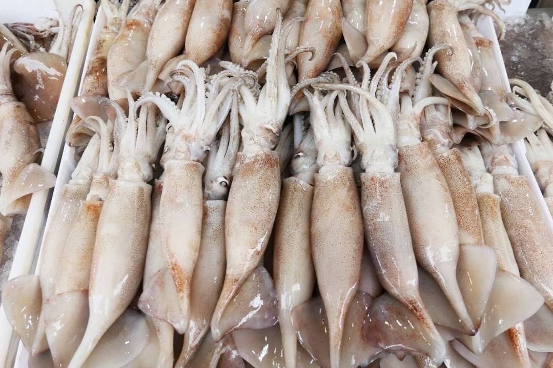 Xuất khẩu mực, bạch tuộc quý 4/2025 kỳ vọng tăng tới 15% nhờ nhu cầu mạnh từ Đông Á và ASEAN