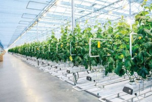 Tầm nhìn ngành nông nghiệp đến 2030: Việt Nam sẽ hình thành các “đại doanh nghiệp nông nghiệp” dẫn dắt khu vực