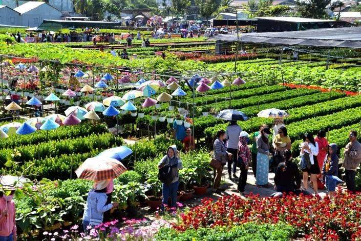 Festival Hoa - Kiểng lần thứ II sẽ diễn ra từ ngày 27/12/2025 đến ngày 04/01/2026.