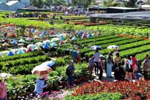 Đồng Tháp: Tăng tốc truyền thông cho Festival Hoa – Kiểng Sa Đéc lần II