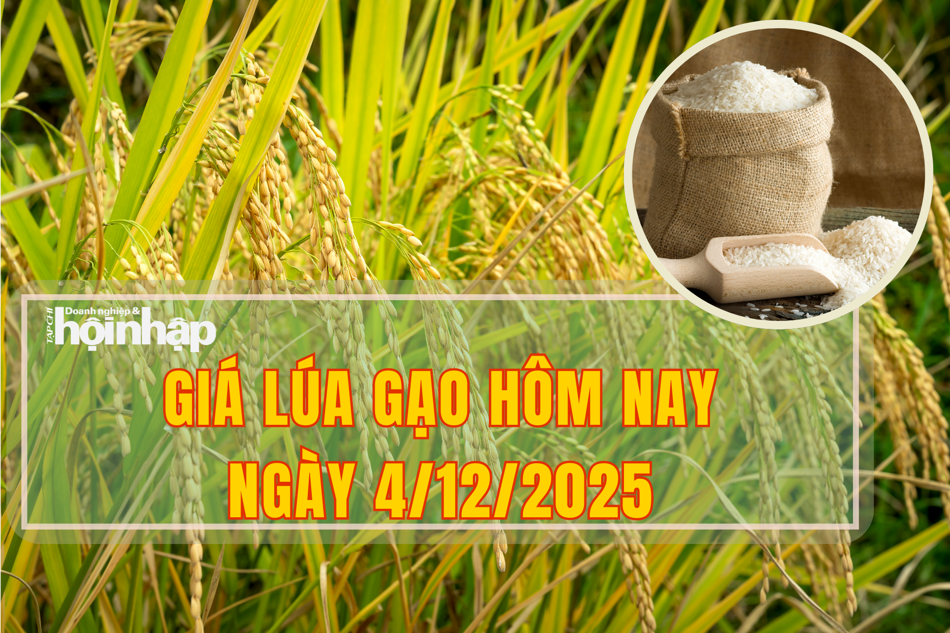 Giá lúa gạo hôm nay 4/12/2025: Ổn định trở lại sau biến động tăng mạnh