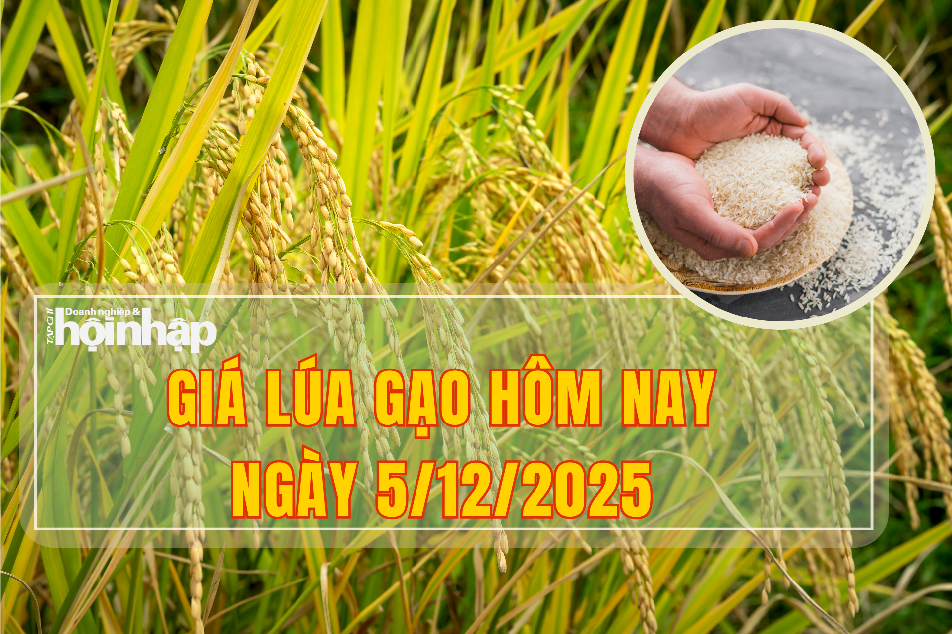 Giá lúa gạo hôm nay 5/12/2025: Gạo nguyên liệu xuất khẩu giảm nhẹ