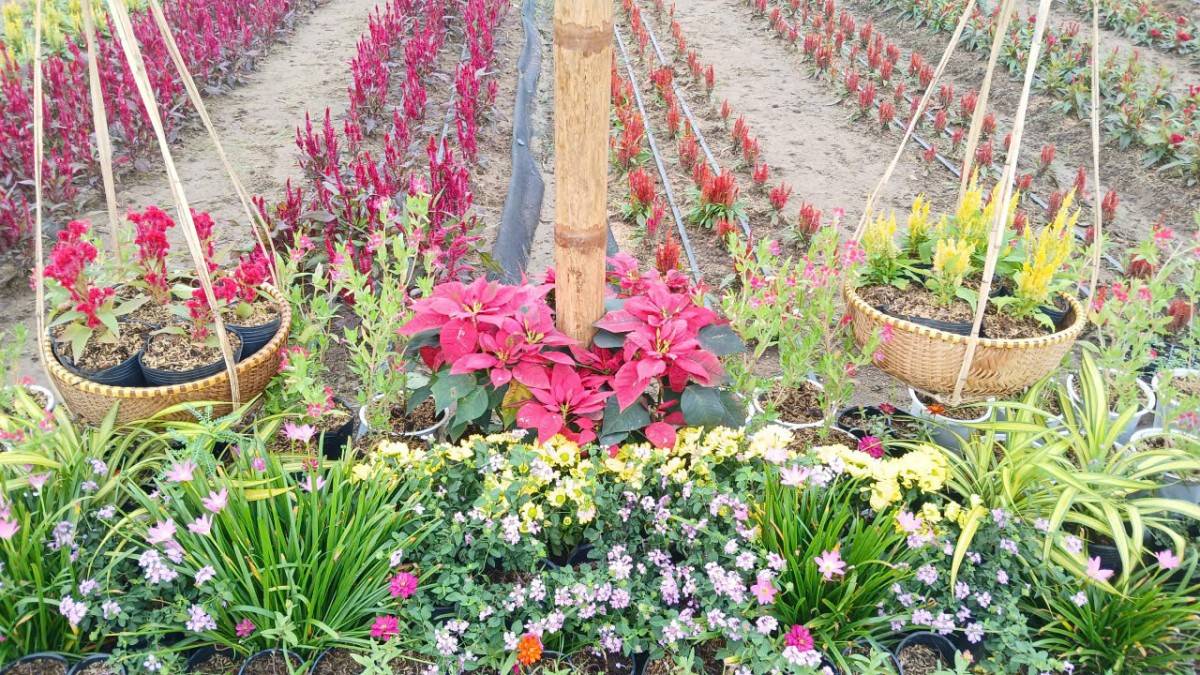 Ban tổ chức đặt mục tiêu thu hút khoảng 500.000 lượt khách đến tham quan