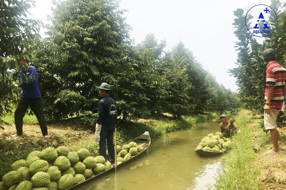 Nguy cơ mất lợi thế xuất khẩu vì tình trạng mua bán mã số vùng trồng sầu riêng