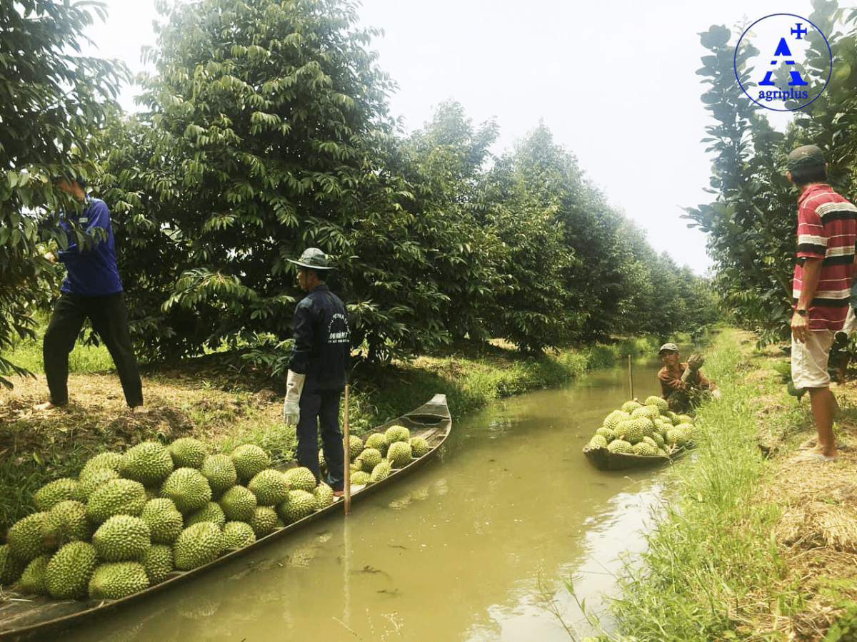Nguy cơ mất lợi thế xuất khẩu vì tình trạng mua bán mã số vùng trồng sầu riêng