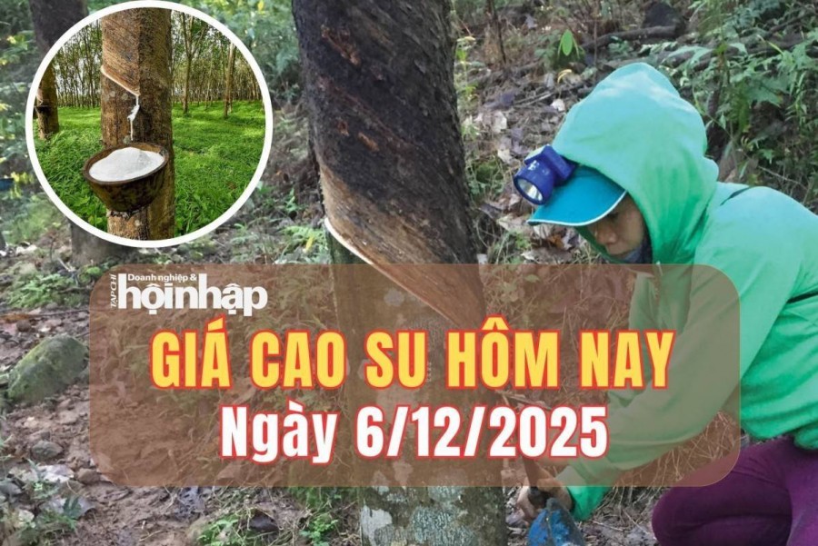 Giá cao su hôm nay 6/12/2025: Giá cao su trong nước ổn định, thế giới tiếp đà giảm