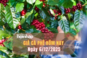 Giá cà phê hôm nay 6/12/2025: Giá cà phê trong nước lao dốc gần 2.000 đồng/kg sau 3 ngày