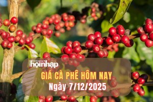 Giá cà phê hôm nay 7/12/2025: Giá cà phê trong nước neo cao, xuất khẩu tiếp tục tăng mạnh