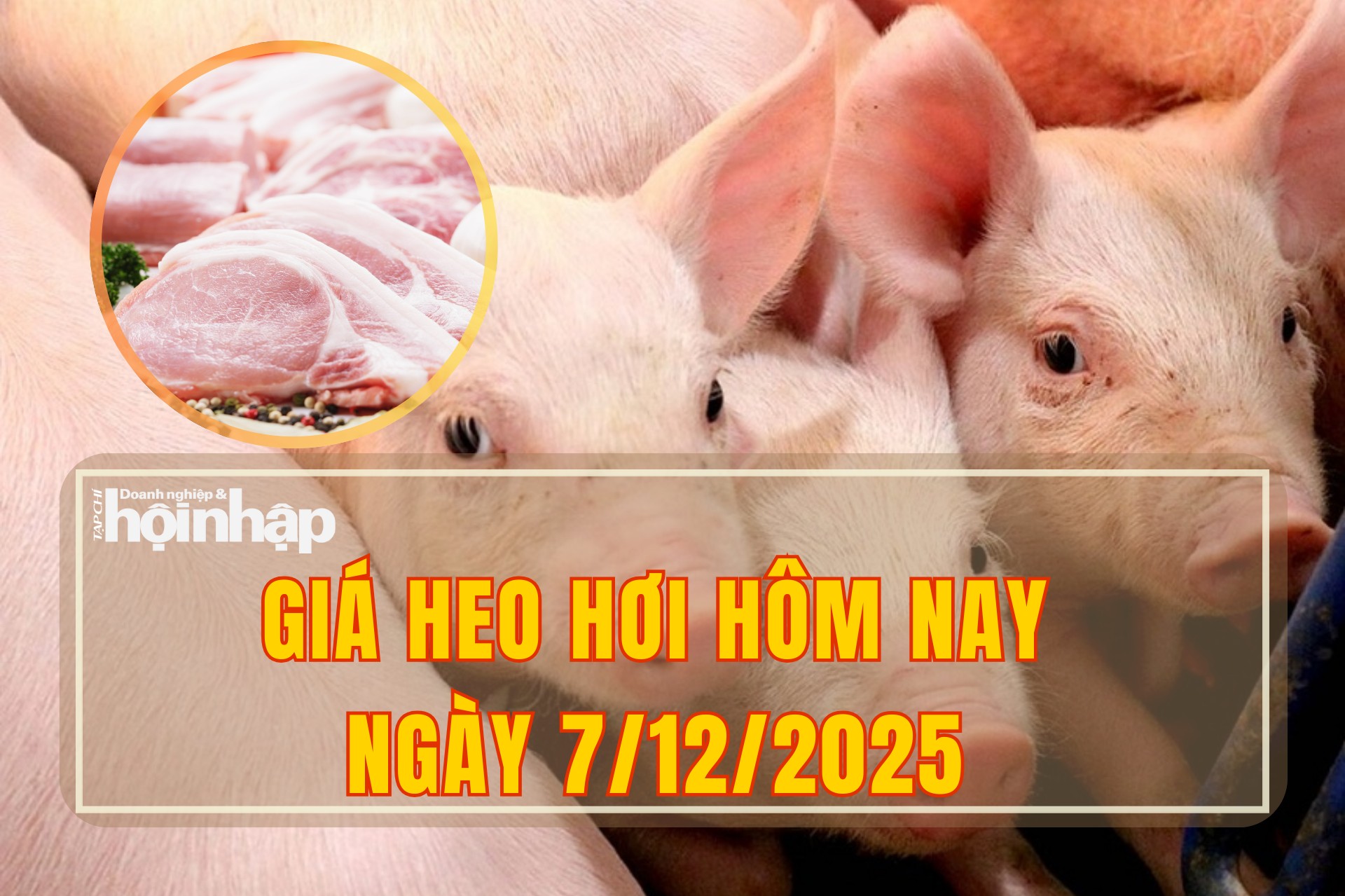 Giá heo hơi hôm nay 7/12/2025: Tăng mạnh trong tuần, nhiều nơi vượt mức 60.000 đồng/kg