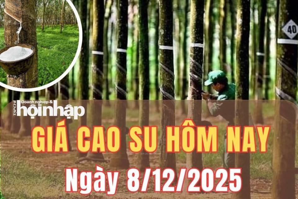 Giá cao su hôm nay 8/12/2025: Giá cao su trong nước ổn định, lũ lụt Đông Nam Á đe dọa nguồn cung quốc tế