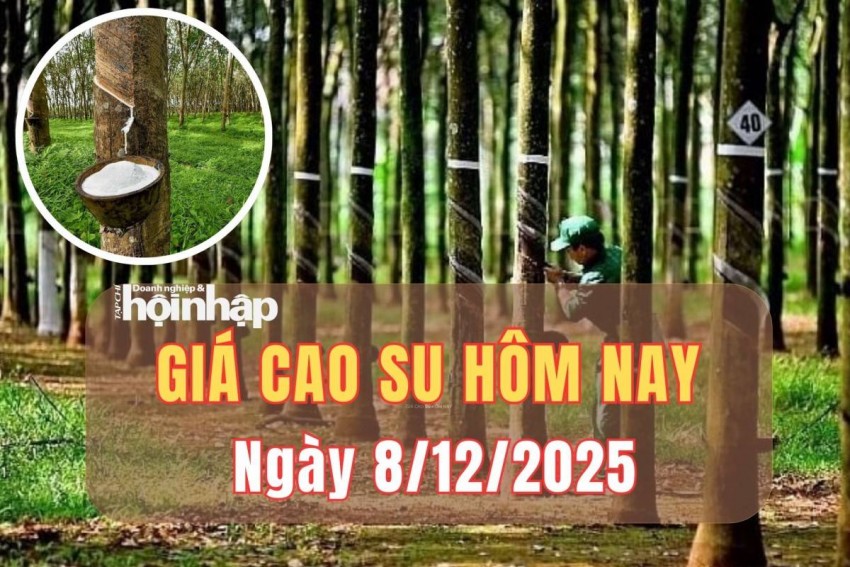 Giá cao su hôm nay 8/12/2025: Giá cao su trong nước ổn định, lũ lụt Đông Nam Á đe dọa nguồn cung quốc tế