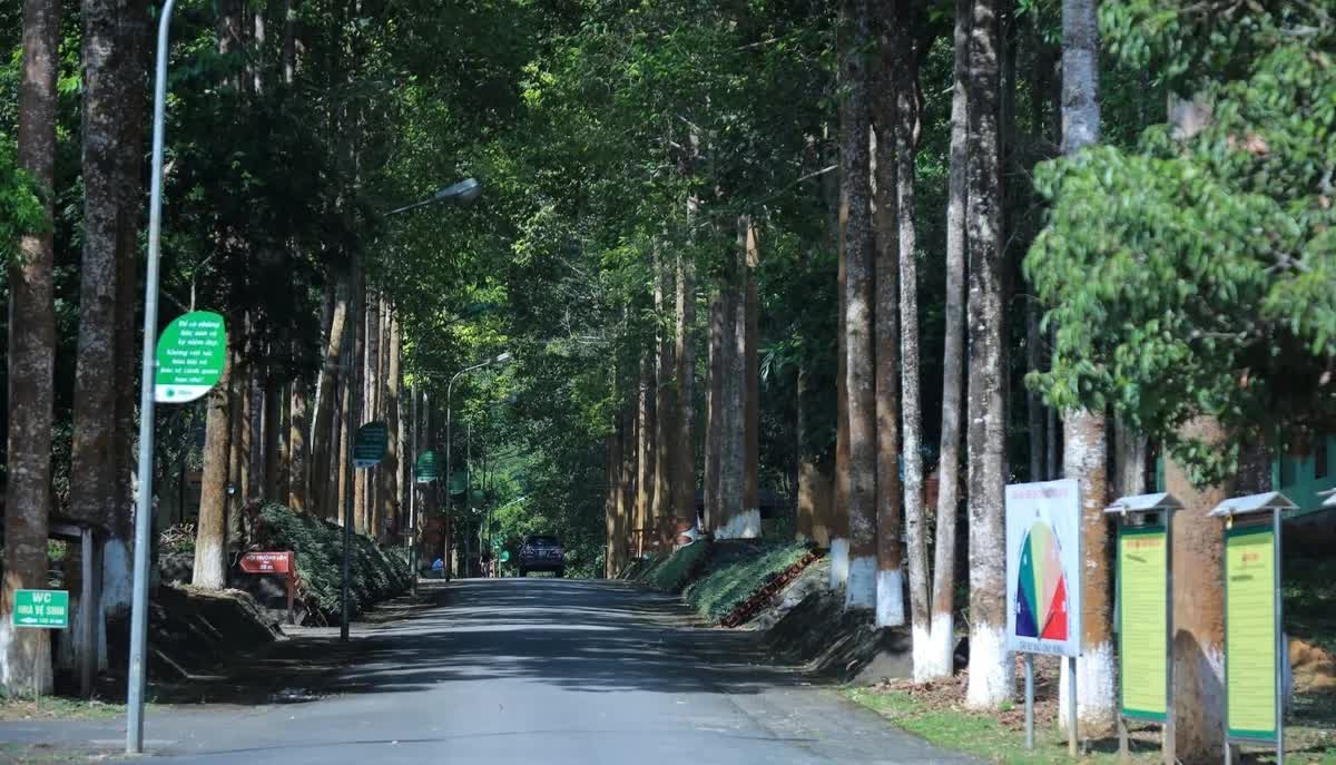 Chi trả dịch vụ môi trường rừng hỗ trợ cải thiện sinh kế cho người dân miền núi