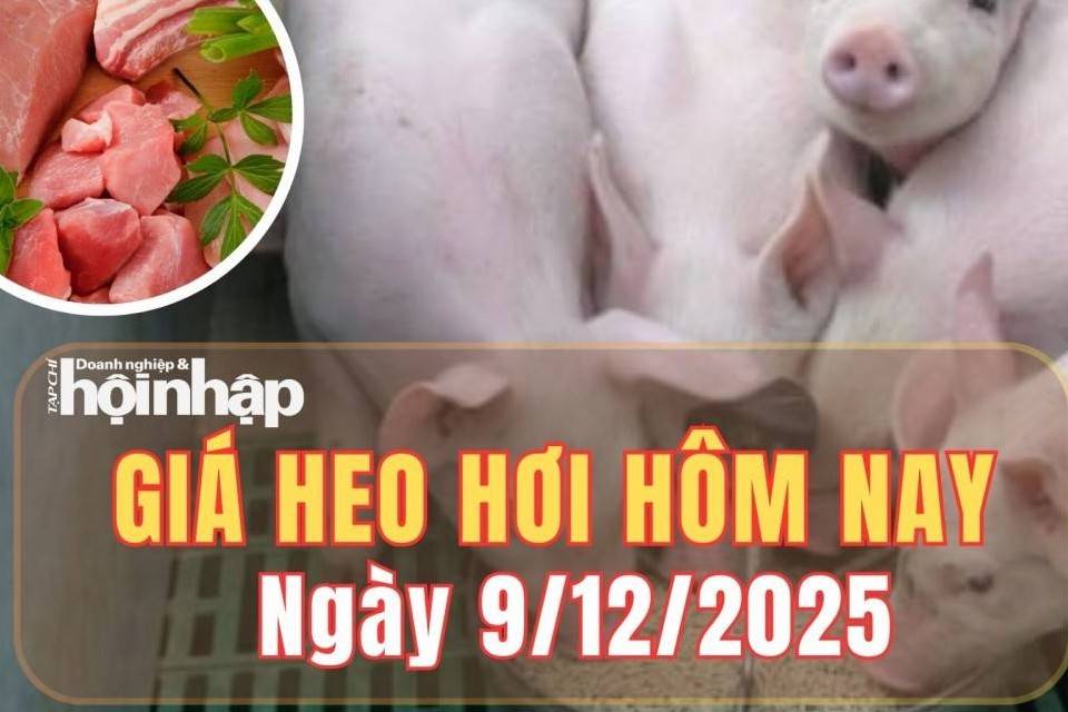 Giá heo hơi hôm nay 9/12/2025: Giá heo hơi đồng loạt đi ngang trên cả nước
