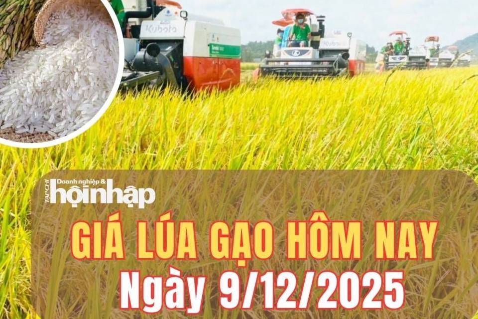 Giá lúa gạo hôm nay 9/12/2025: Giá lúa gạo giữ xu hướng ổn định