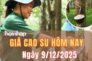 Giá cao su hôm nay 9/12/2025: Giá cao su thế giới biến động trái chiều