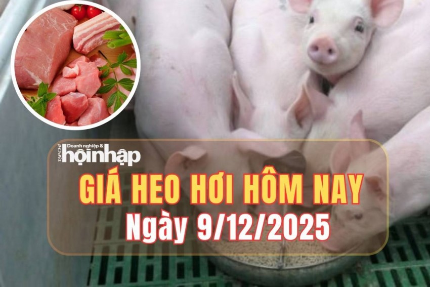 giá heo hơi