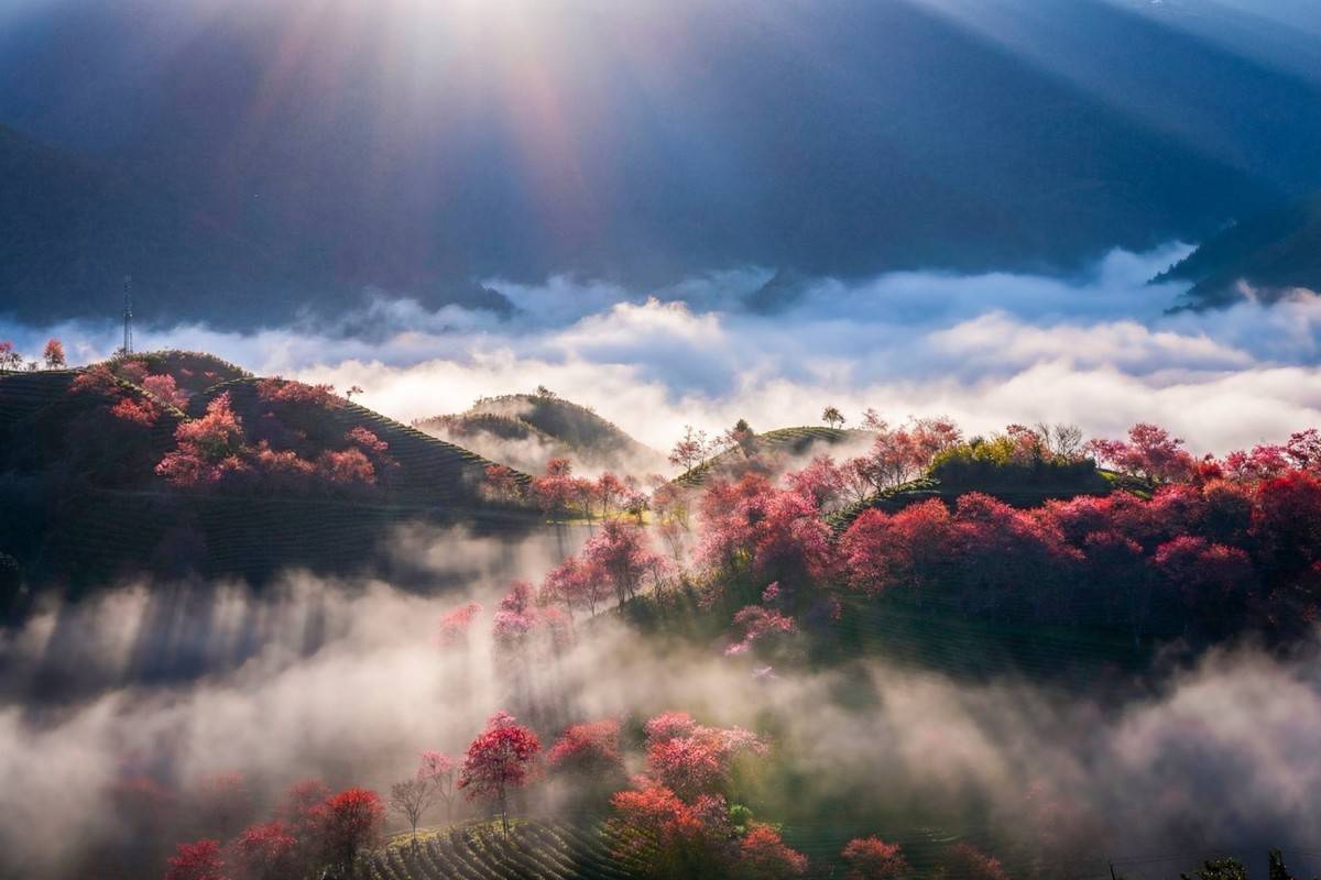 Sa Pa vào mùa mai anh đào nở rộ, điểm hẹn đẹp nhất của du lịch cuối năm