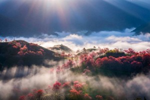 Sa Pa vào mùa mai anh đào nở rộ, điểm hẹn đẹp nhất của du lịch cuối năm