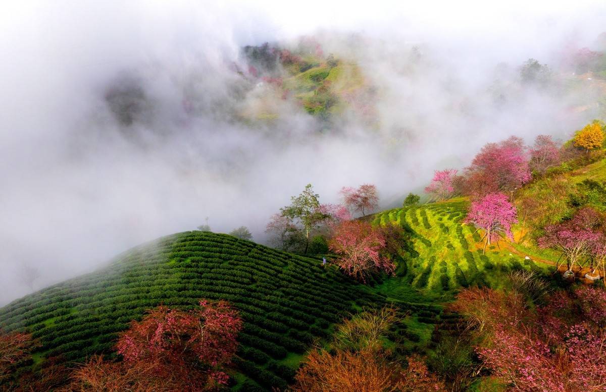 Sa Pa vào mùa mai anh đào nở rộ, điểm hẹn đẹp nhất của du lịch cuối năm