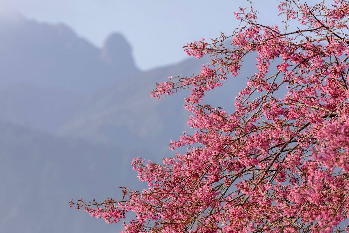 Sa Pa vào mùa mai anh đào nở rộ, điểm hẹn đẹp nhất của du lịch cuối năm