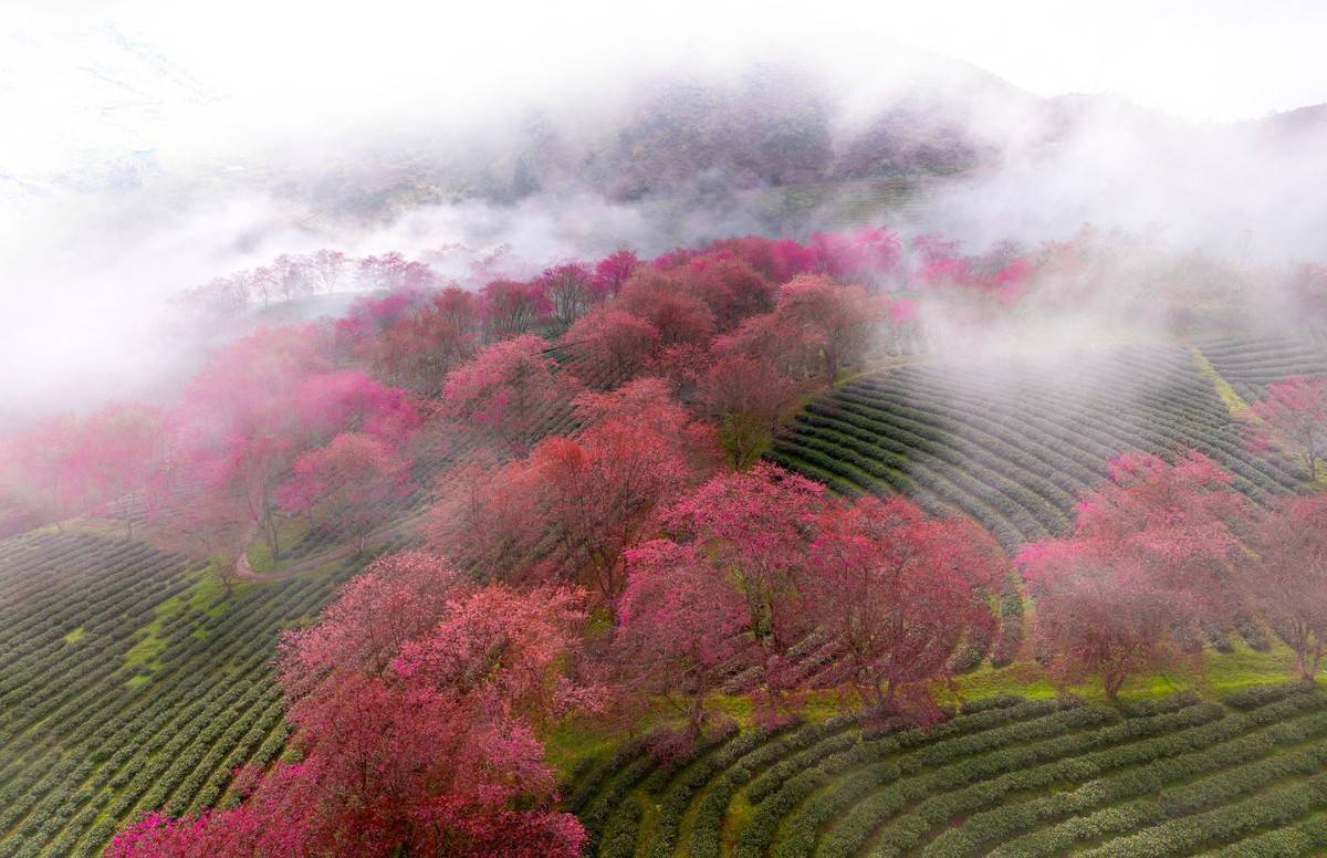 Sa Pa vào mùa mai anh đào nở rộ, điểm hẹn đẹp nhất của du lịch cuối năm