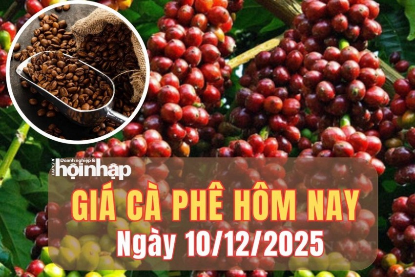 Giá cà phê hôm nay 10/12/2025: Giá cà phê trong nước lao dốc, thế giới tăng giảm đan xen