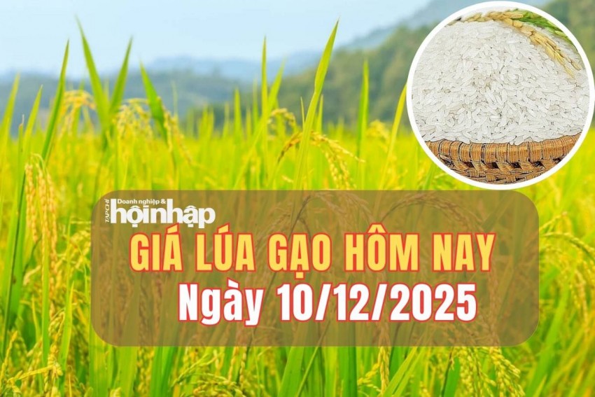 Giá lúa gạo hôm nay 10/12/2025: Giá lúa gạo biến động trái chiều