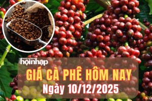 Giá cà phê hôm nay 10/12/2025: Giá cà phê trong nước lao dốc, thế giới tăng giảm đan xen
