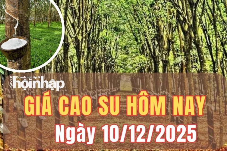 Giá cao su hôm nay 10/12/2025: Giá cao su trong nước ổn định, thế giới tiếp tục biến động lệch chiều