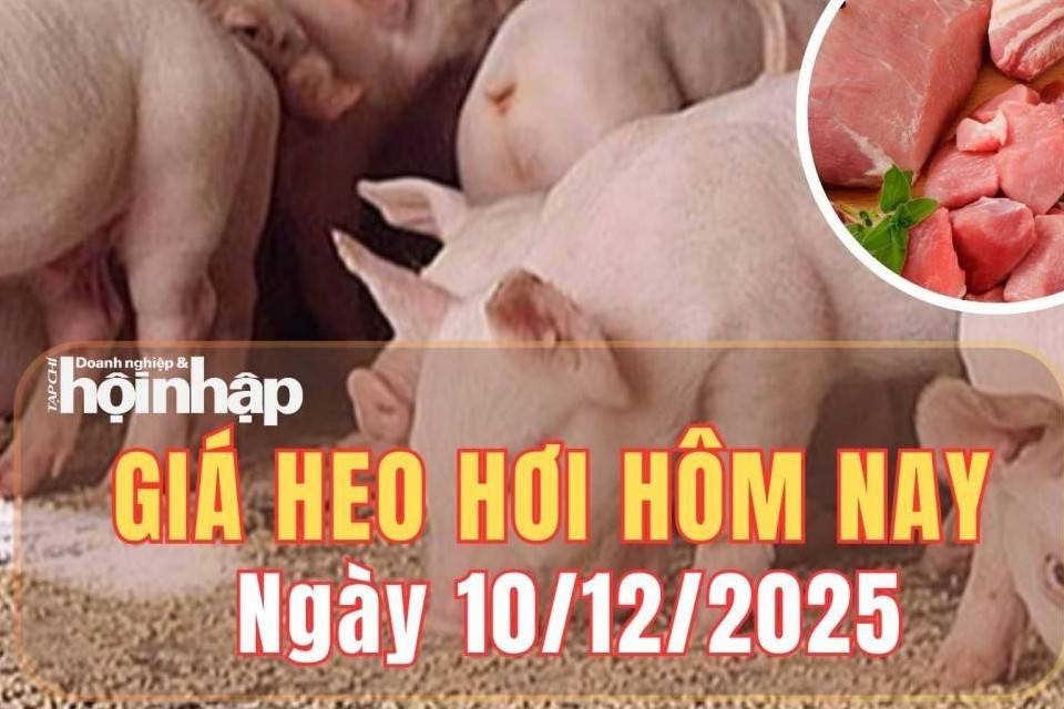Giá heo hơi hôm nay 10/12/2025: Giá heo hơi biến động trái chiều, miền Nam nghiêng về xu hướng giảm