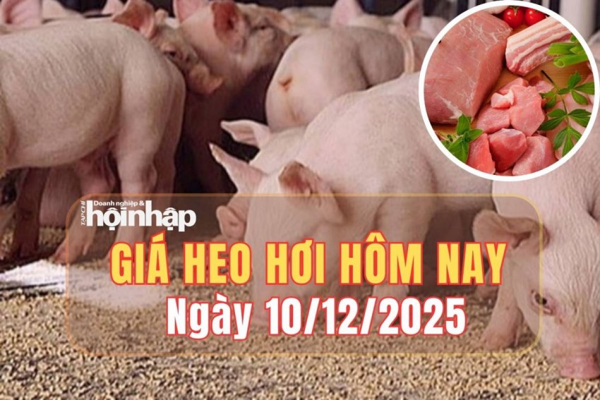 Giá heo hơi hôm nay 10/12/2025: Giá heo hơi biến động trái chiều, miền Nam nghiêng về xu hướng giảm