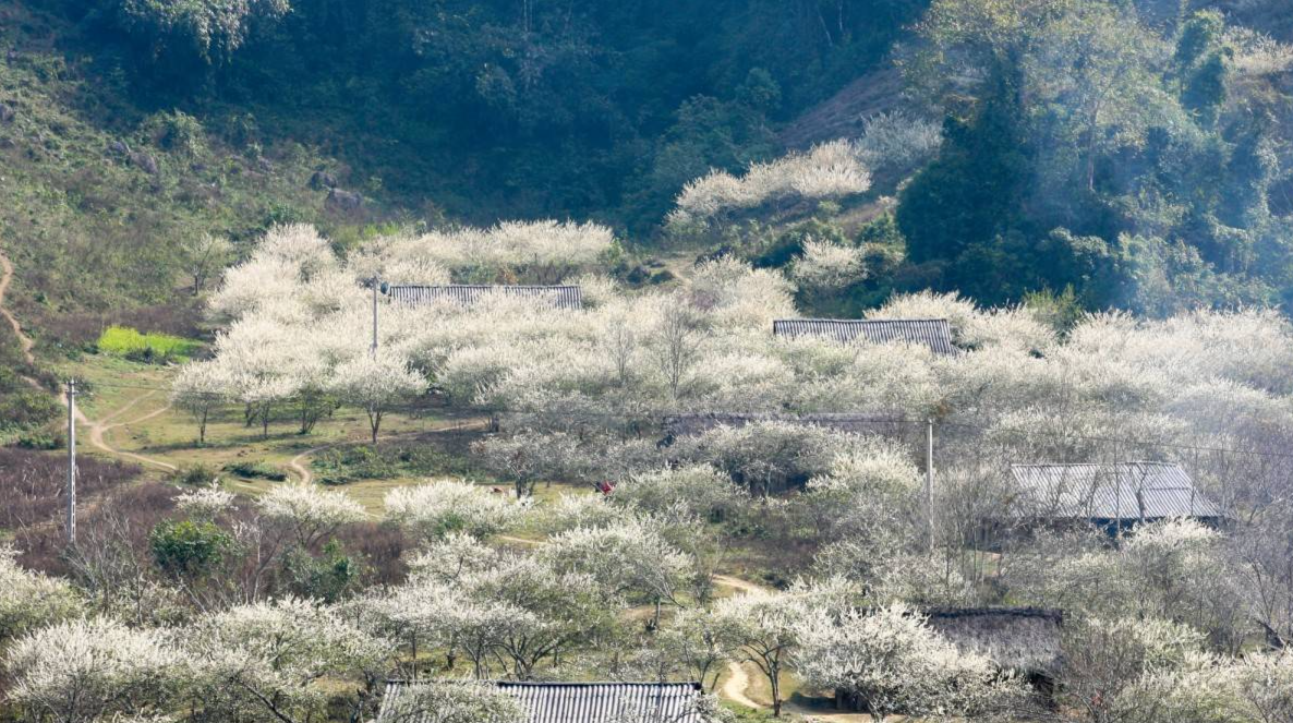 Hoa mận nở sớm Mộc Châu khoác tấm áo trắng tinh khôi giữa mùa đông