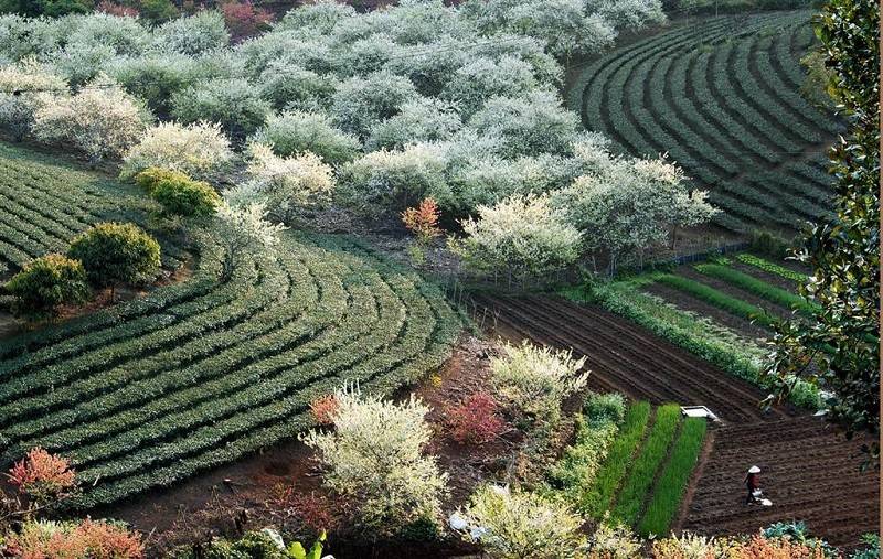 Hoa mận nở sớm Mộc Châu khoác tấm áo trắng tinh khôi giữa mùa đông